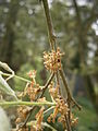 Celtis australis flowering