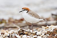 Red-capped Plover (male) (featured picture)