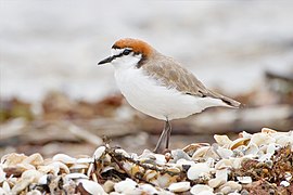 Charadrius ruficapillus Breeding Plumage