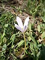 Colchicum alpinum