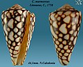 Conus marmoreus Linnaeus, C., 1758