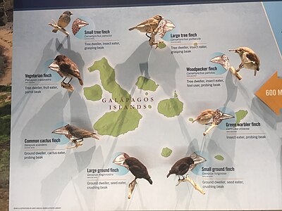 Display of assorted Darwin's finches