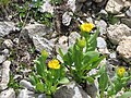 Doronicum grandiflorum