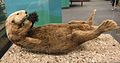 Sea otter, San Diego Natural History Museum