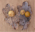 Mature Cherry Galls