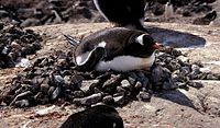 Gentoo penguin on a nest