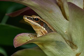 Lateral view