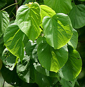 Foliage