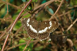 日本線蛺蝶 L. glorifica