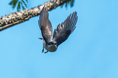 In flight in Kerala, southern India