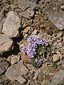 Noccaea rotundifolia