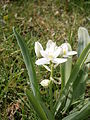 Ornithogalum balansae