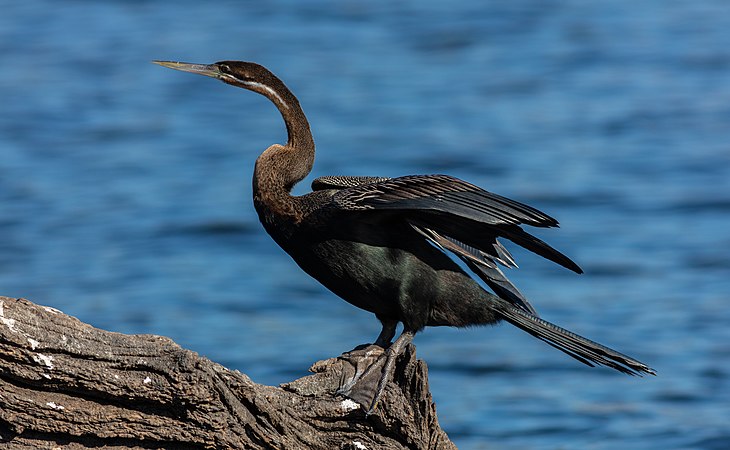 宽多河上正在捕鱼的红蛇鹈（Anhinga rufa）。摄于博茨瓦纳乔贝国家公园。