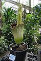 Titan arum in the Princess of Wales Conservatory