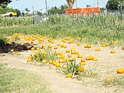 Tolmachoff Farm pumpkin patch.