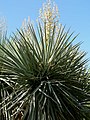 Yucca rigida