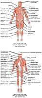 人體前後視肌肉圖（英語）