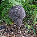 Little spotted kiwi