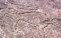 Rock carving in Terrey Hills, featuring kangaroos
