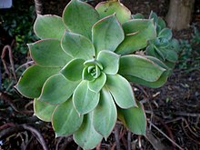 Aeonium percarneum