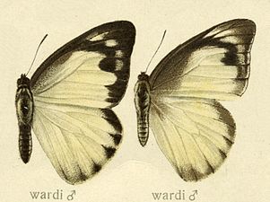 Dorsal view