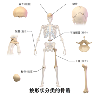 骨骼形态的分类