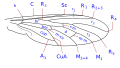 Wing venation type 3 Usiinae