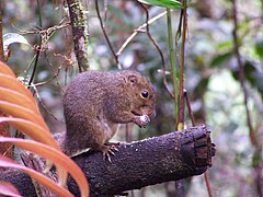 國家公園內的松鼠，可能是纖小馬尾松鼠（英語：Slender squirrel）