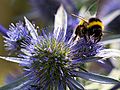 Bumblebee on Sea Holly