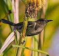 Crescent Honeyeater