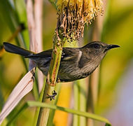 Crescent Honeyeater Edit2