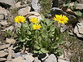 Doronicum clusii