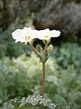 Erodium chrysanthum flowers