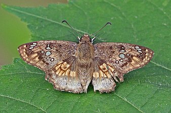 Dorsal view