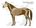 French: Schéma du squelette du cheval