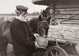 Muhu Islander feeding a horse (1913)