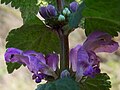 Lamium purpureum or L. maculatum?