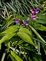 Lathyrus vernus