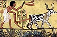 Image 42Ploughing with a yoke of horned cattle in Ancient Egypt. Painting from the burial chamber of Sennedjem, c. 1200 BC. (from History of agriculture)