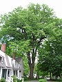 Same American elm, Old Deerfield, Massachusetts (2012). This tree died in 2017.