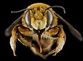 Megachile fortis