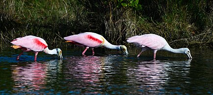 Foraging roseate spoonbills at Merritt Island, Florida, United States