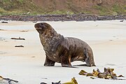 Brown seal