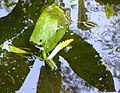 Orontium aquaticum close-up