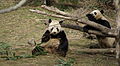 Pandas eating bamboo