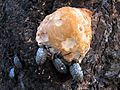 Cypherotylus californicus feeding on fungus