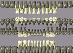 ISO notation primary teeth