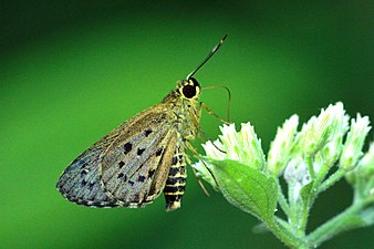 Ventral view