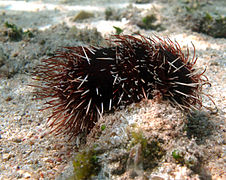 This urchin has long and obvious podia.