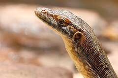 Portrait of Mertens' water monitor in the Northern Territory